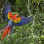 Scarlet macaw in flight