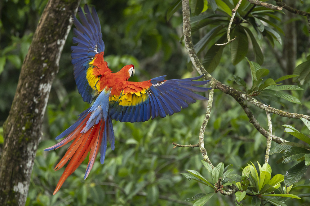 Scarlet macaw in flight